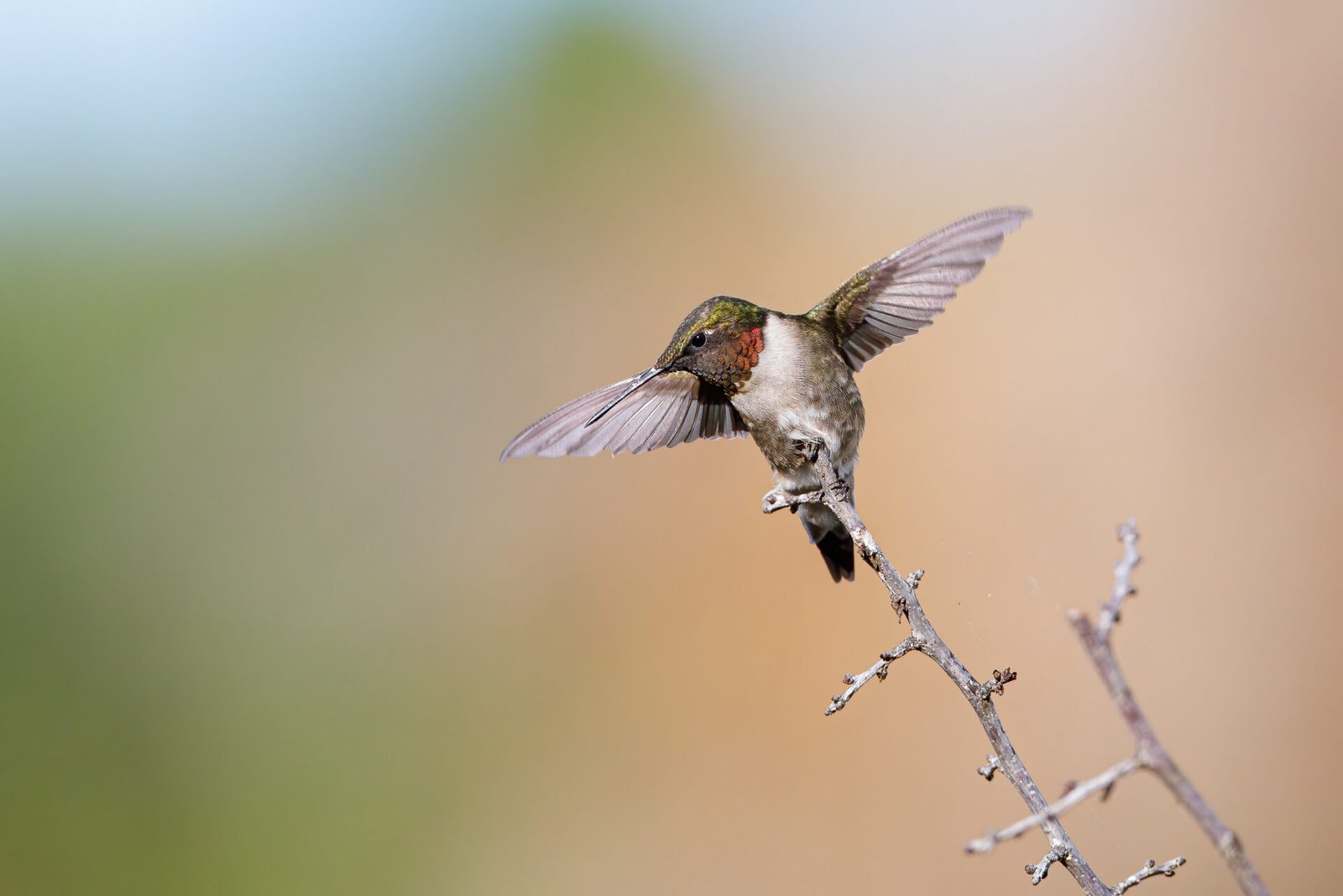 Ruby Throated Hummingbird Landing On Branch