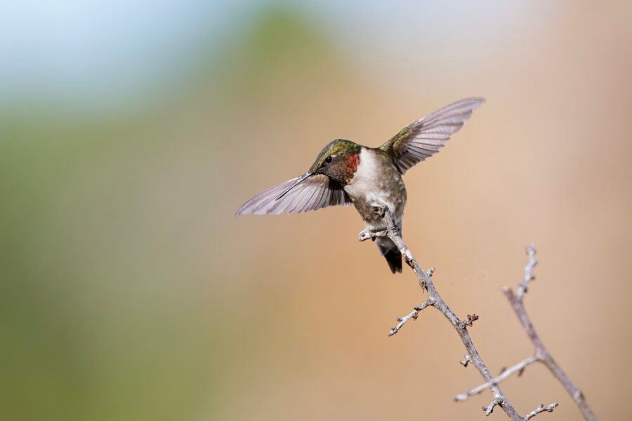 Ruby Throated Hummingbird Landing On Branch