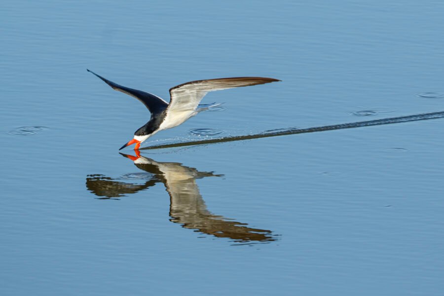 Black Skimmer Early Morning Reflection