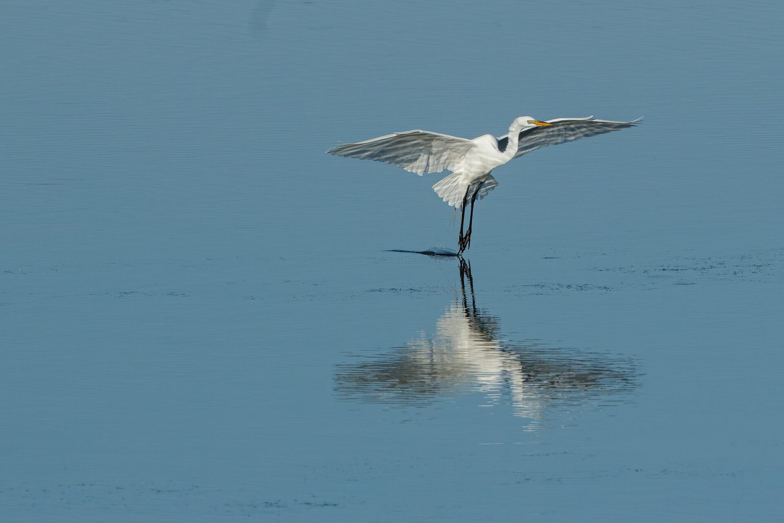 Great Egret Just Touching Water Landing
