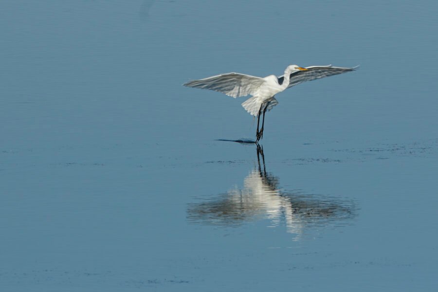 Great Egret Just Touching Water Landing