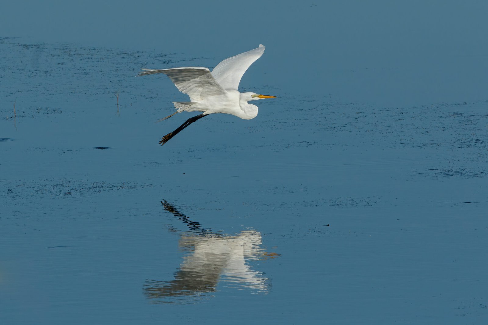 Great Egret Morning Flight With Reflection