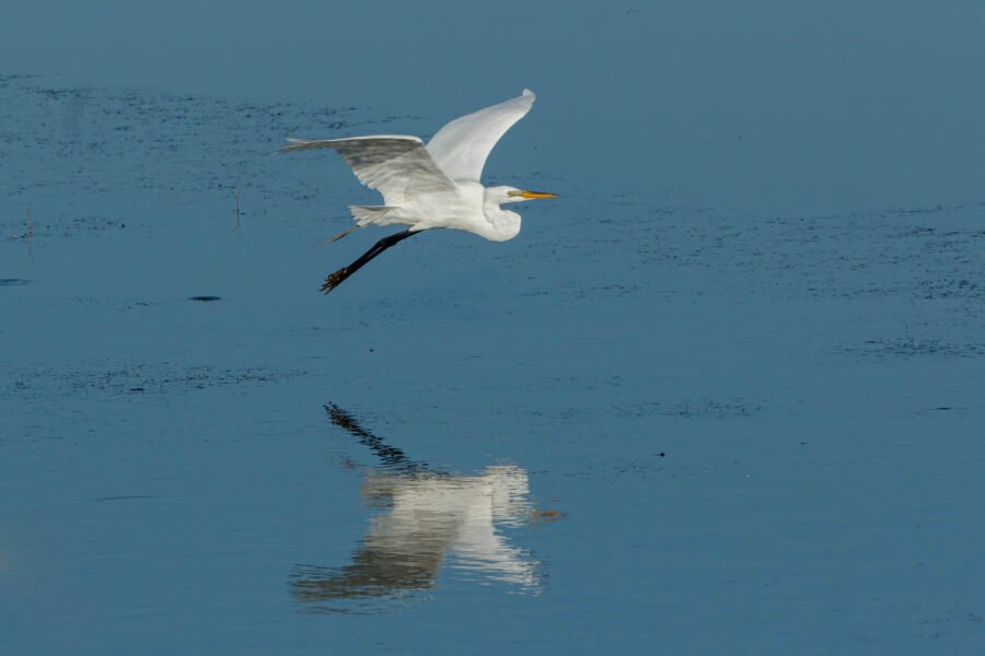 Great Egret Morning Flight With Reflection