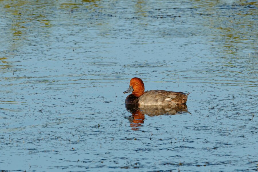 Male Redhead Duck At Rest