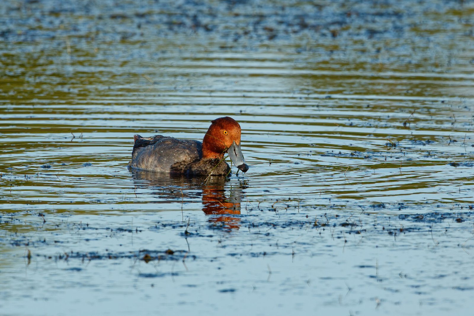 Male Redhead Duck Eating Grass