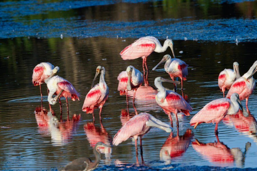 Roseate Spoonbills Preening In Morning