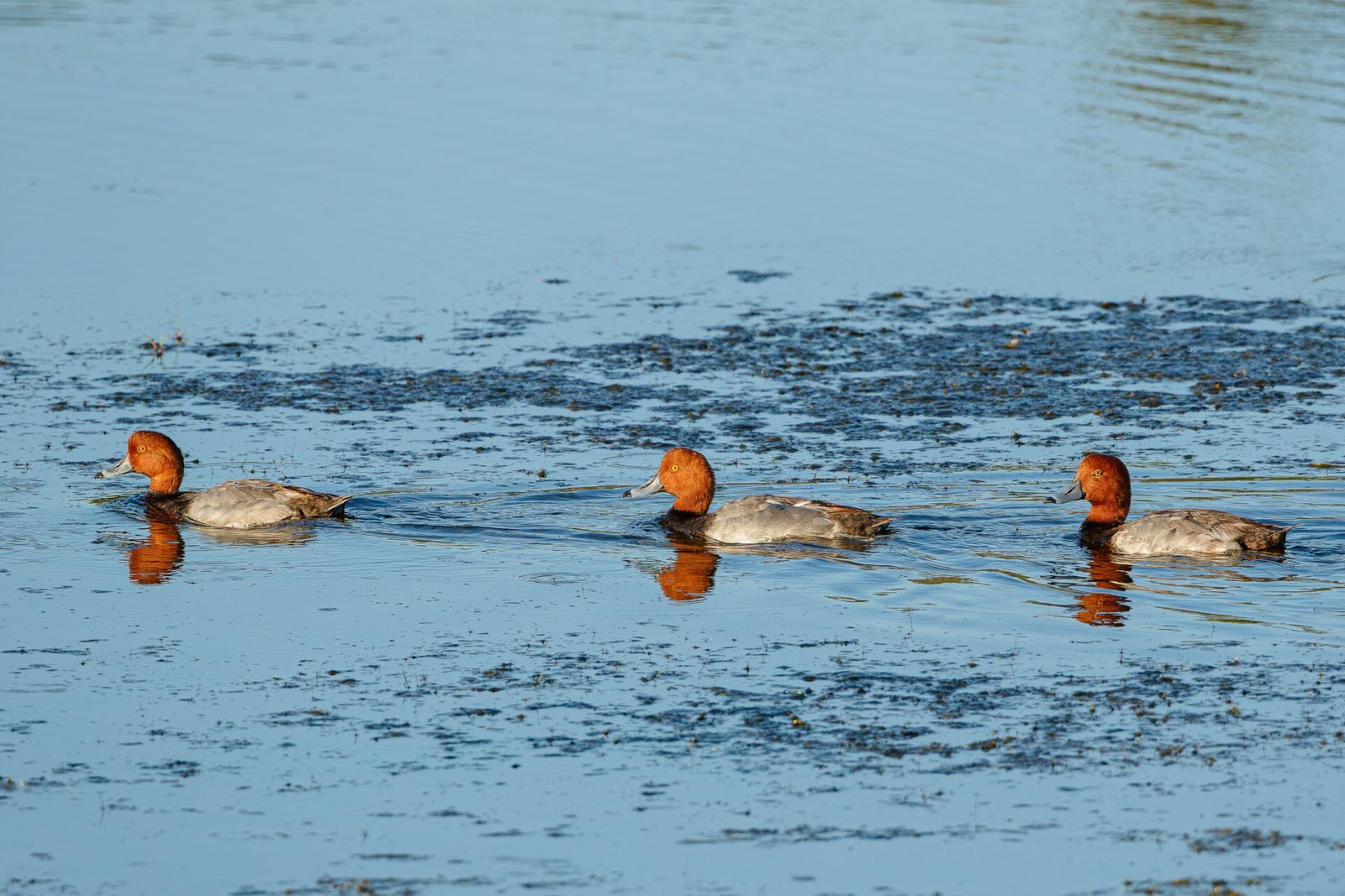 Three Male Redhead Ducks Cruising Across Pond