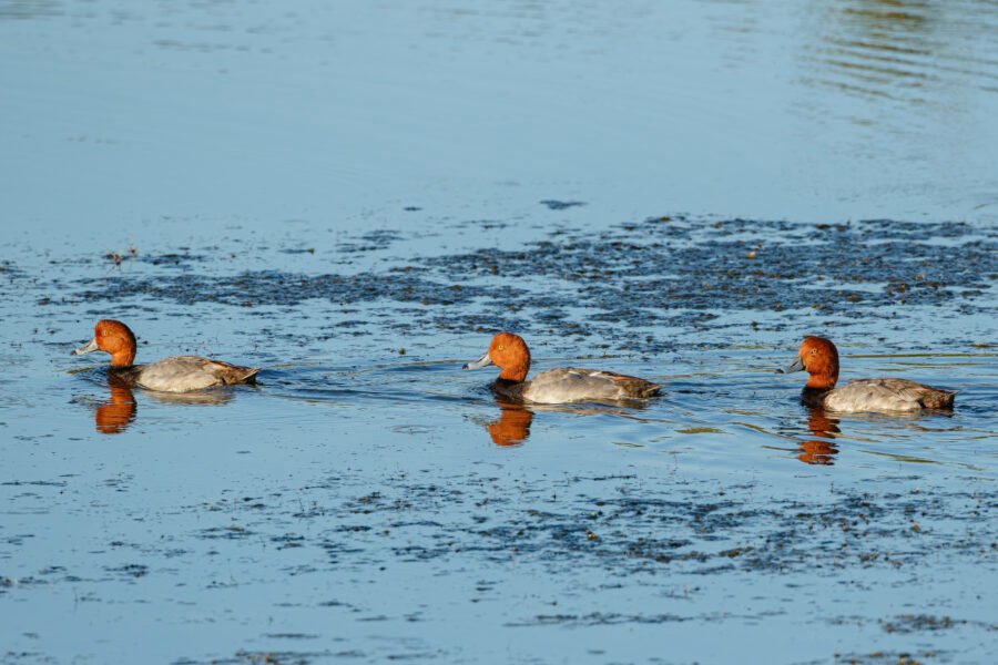 Three Male Redhead Ducks Cruising Across Pond