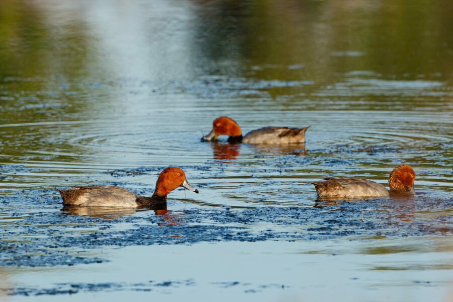 Three Male Redhead Ducks Feeding On Grass