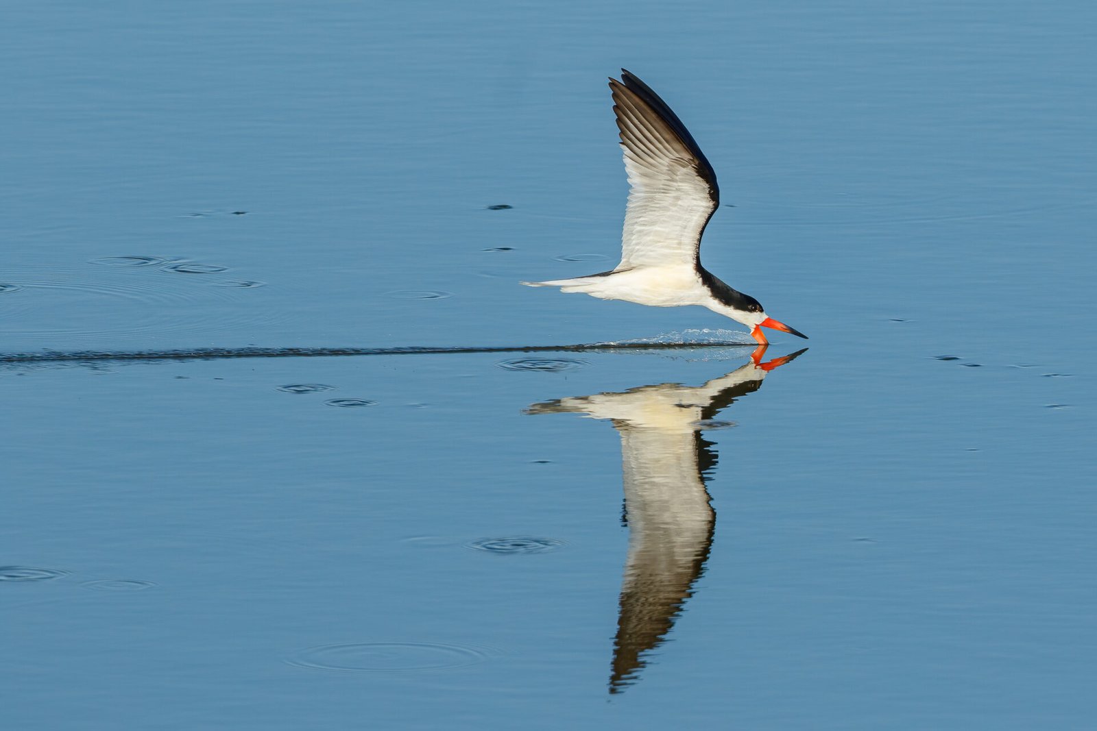 Black Skimmer Feeding With Reflection