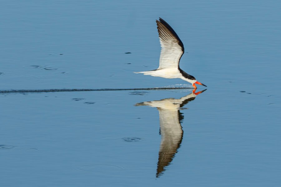 Black Skimmer Feeding With Reflection