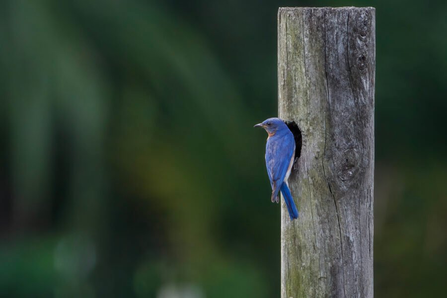 Bluebird On Post Outside Nest