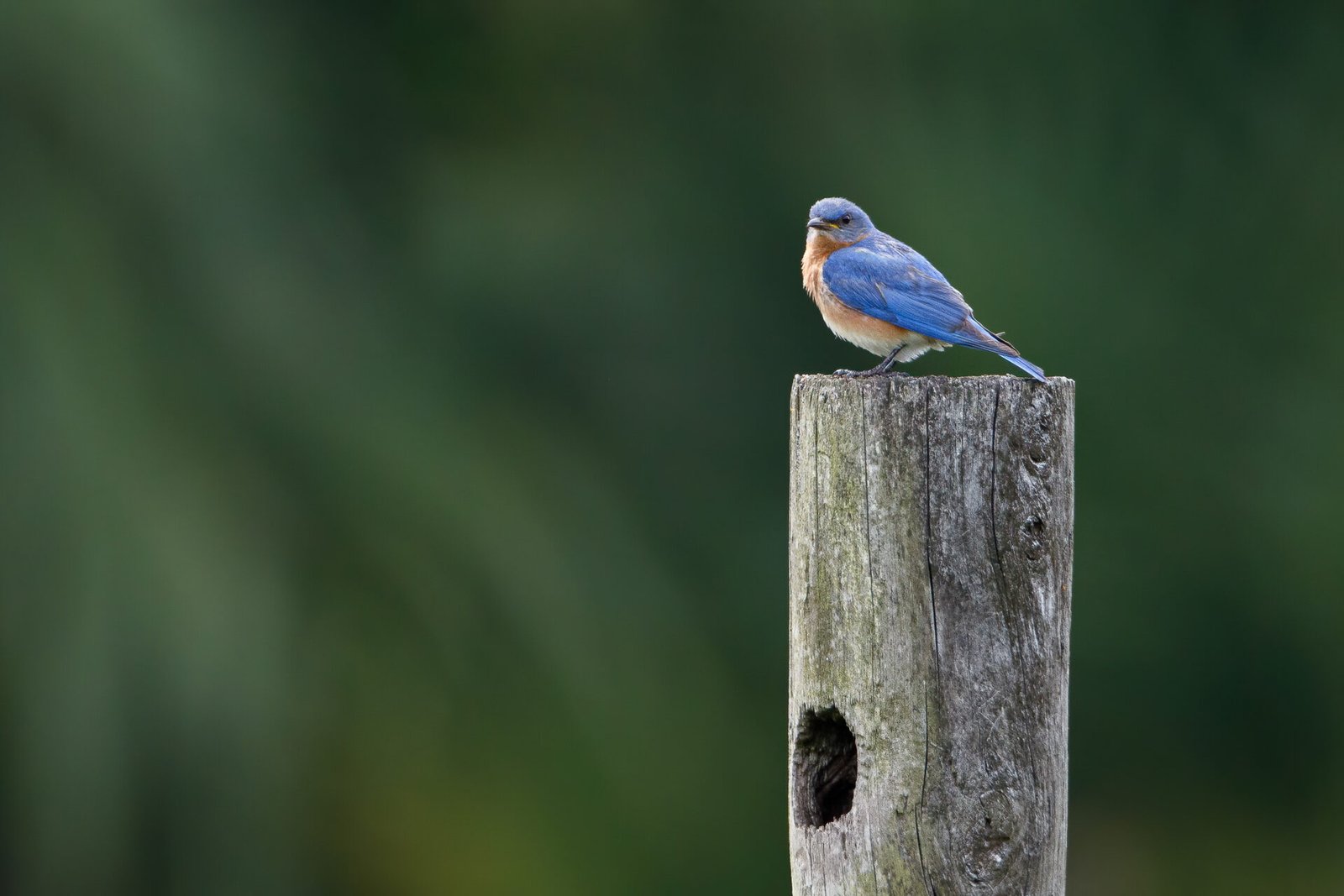 Bluebird On Post Above Nest