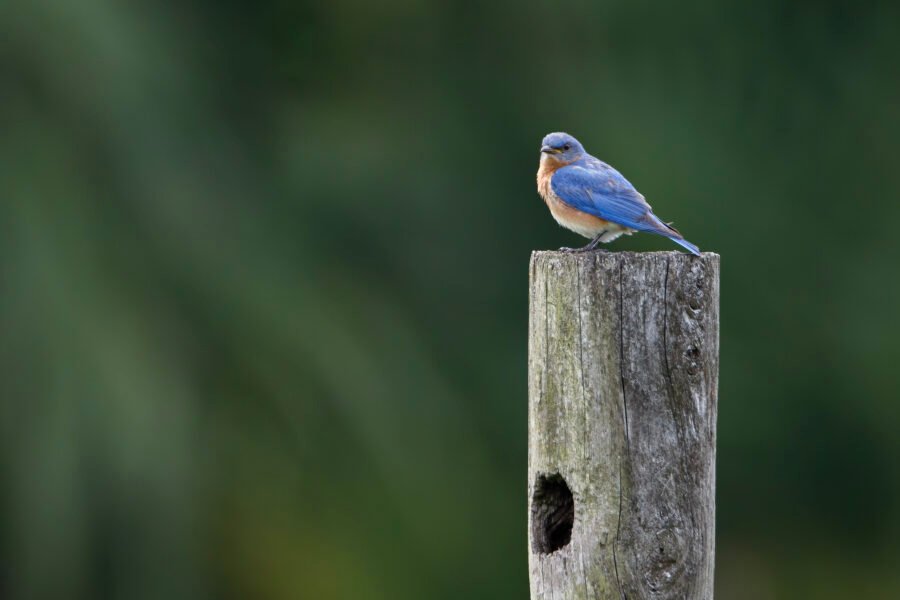 Bluebird On Post Above Nest