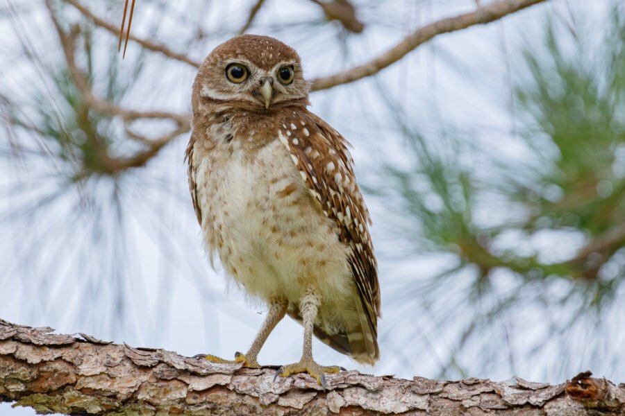 Young Burrowing Owl In Tree