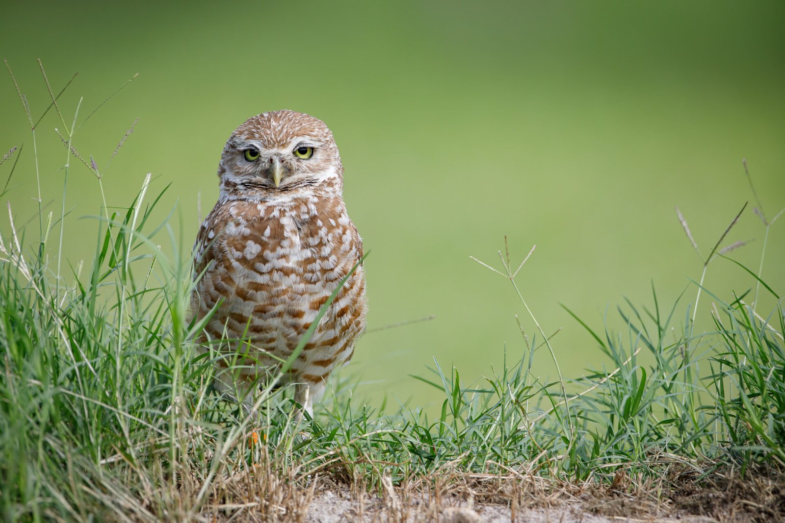 Burrowing Owl By Nest