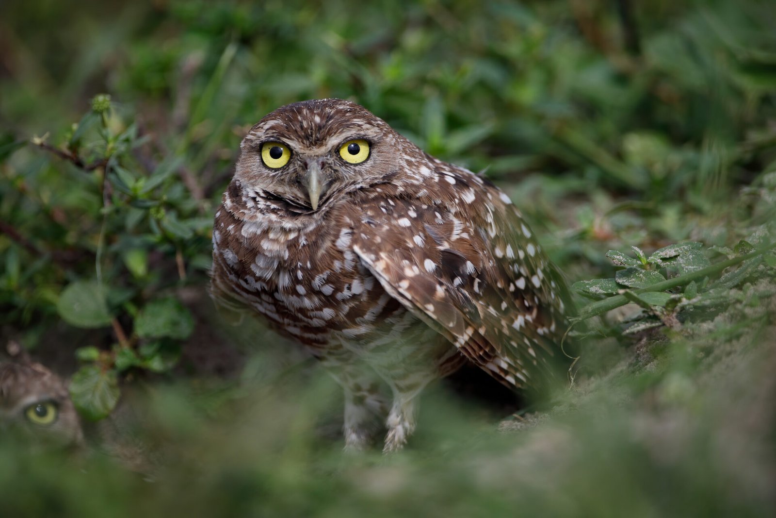 Burrowing Owl Crouching Near Nest