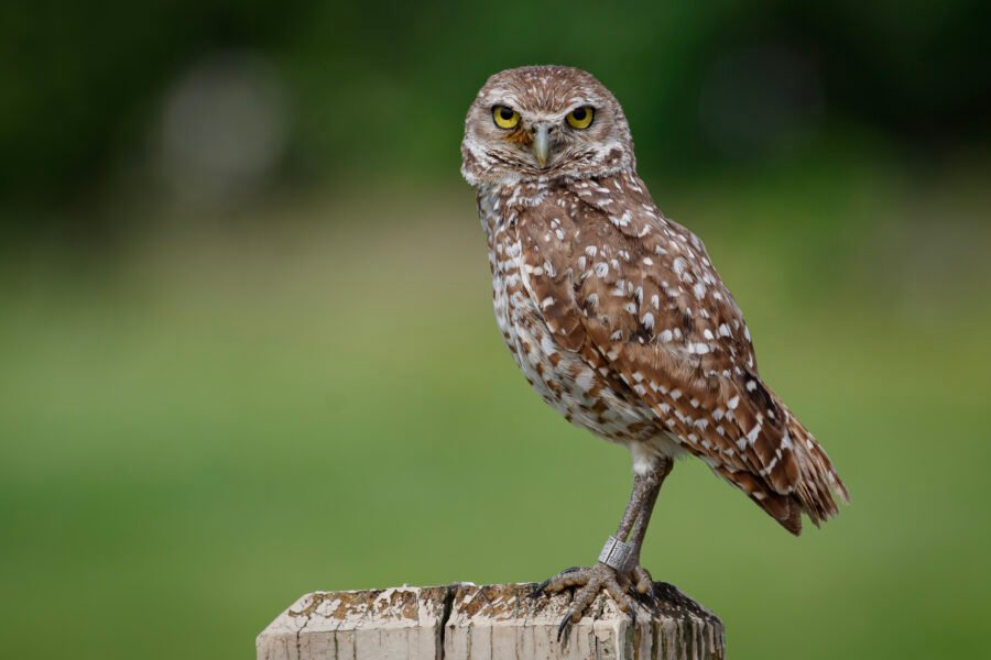 Burrowing Owl On Post