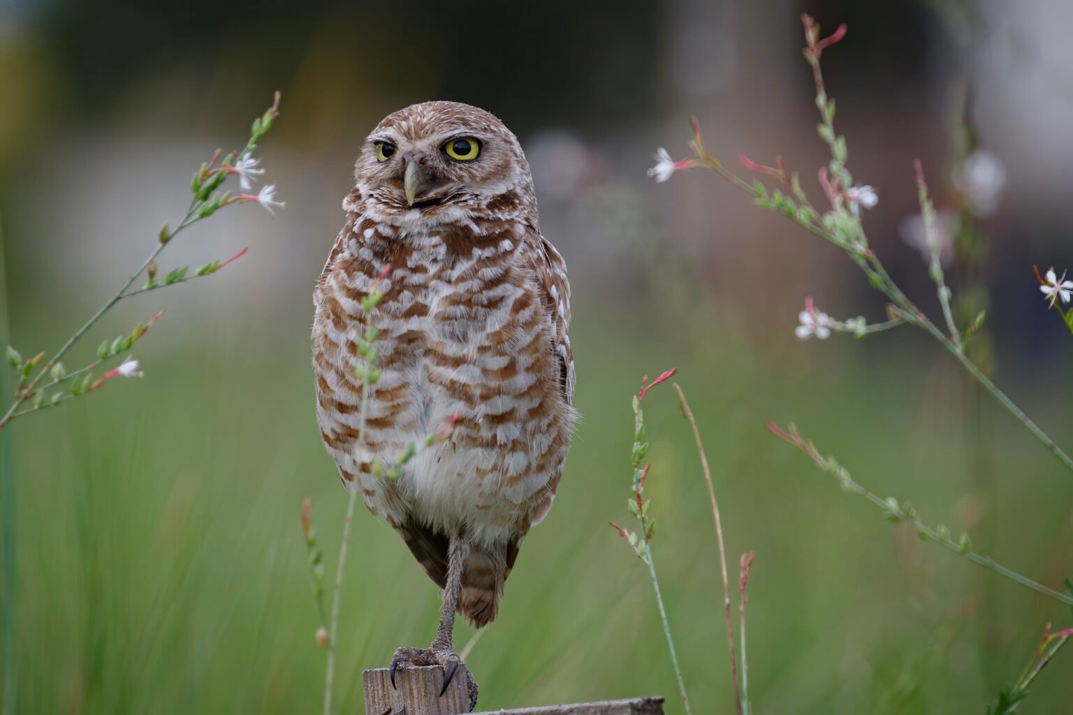 Burrowing Owl On Post With Tiny White Flowers