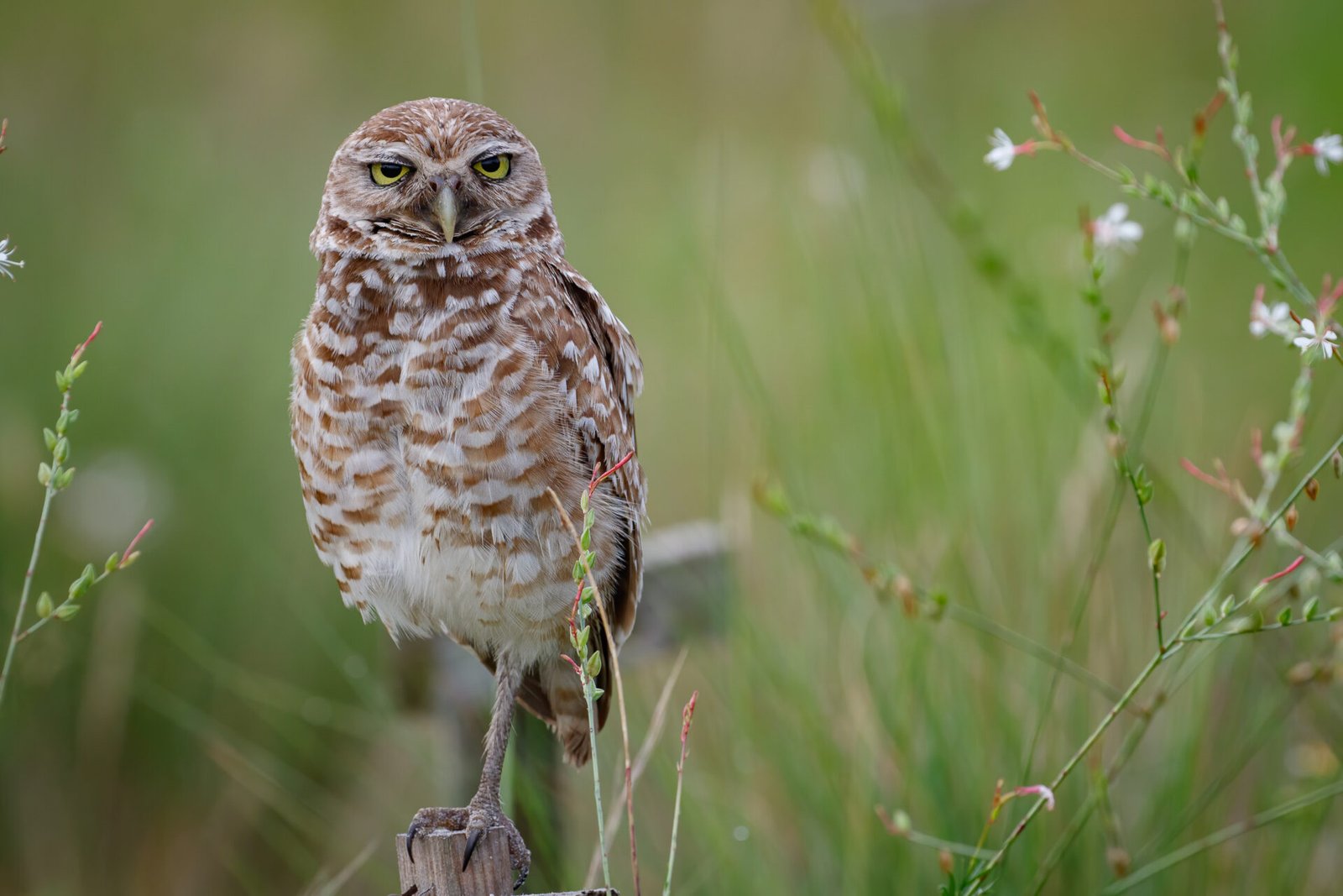 Burrowing Owl On Post With White Flowers