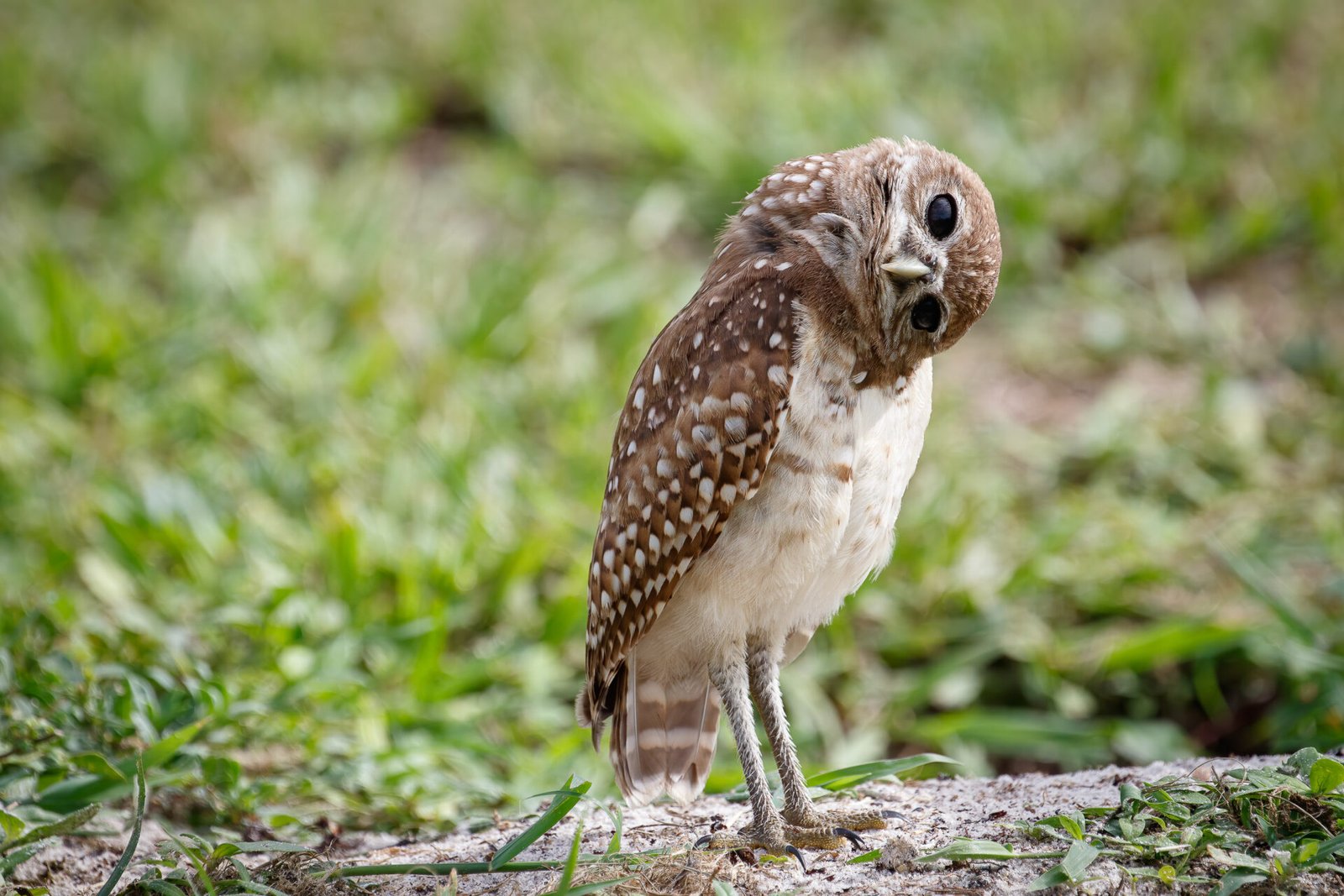 Curious Young Burrowing Owl With Head Tilted