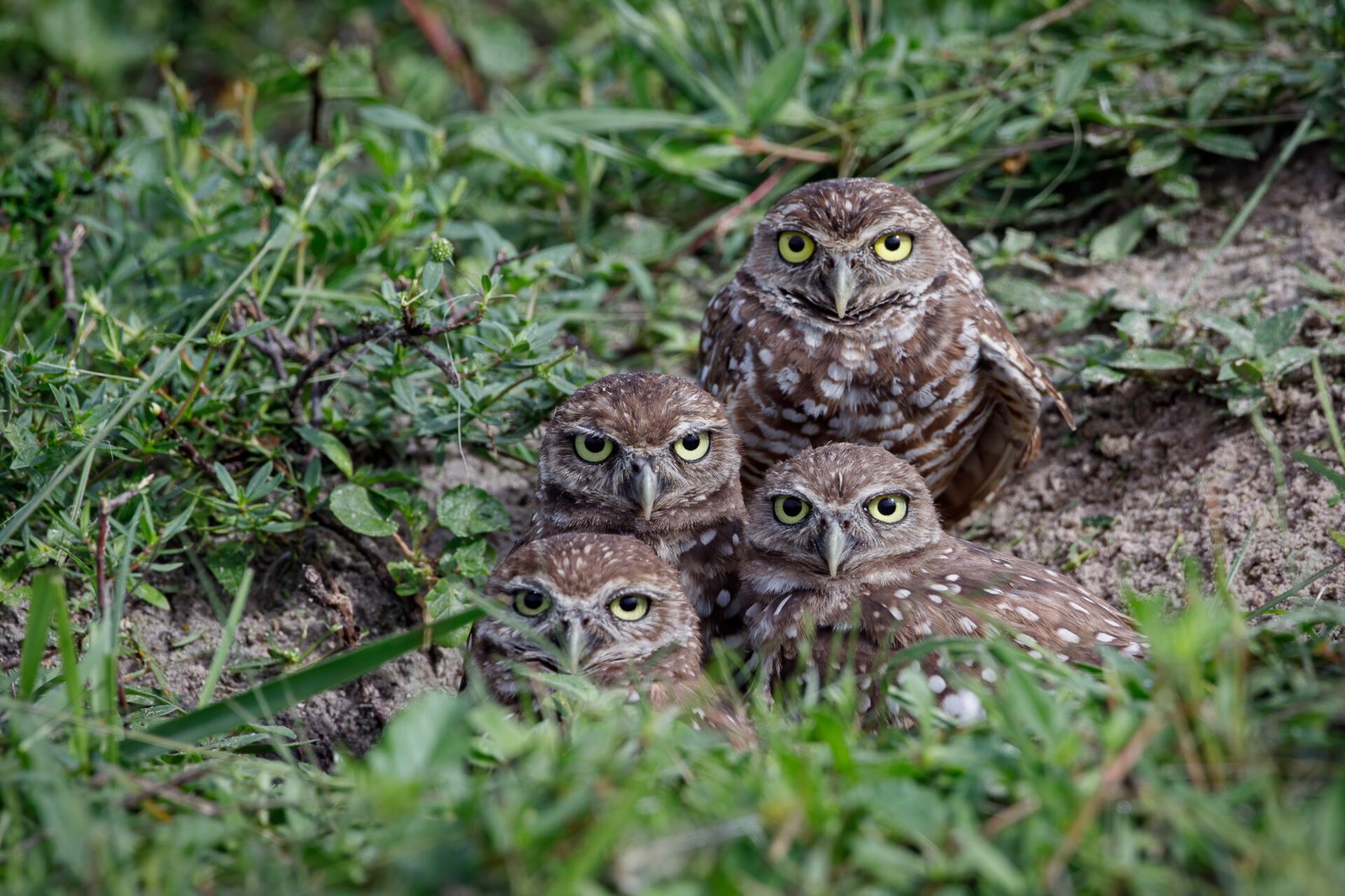 Burrowing Owl Family