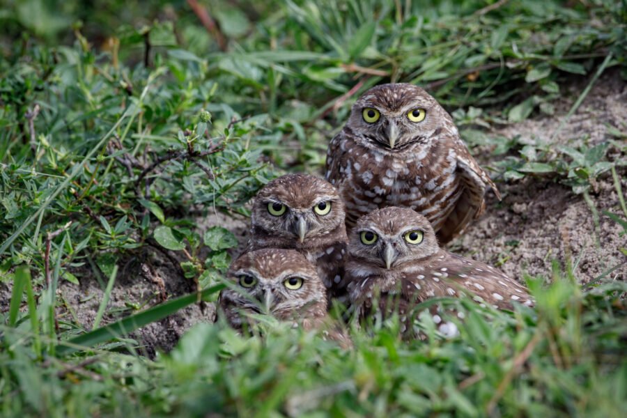 Burrowing Owl Family