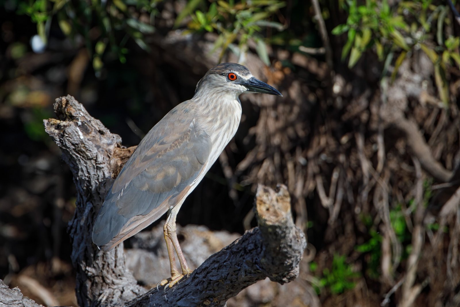 Black Crowned Night Heron On Branch