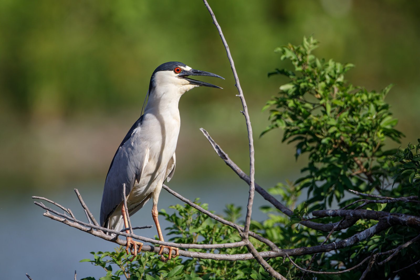 Black Crowned Night Heron Singing On Branch