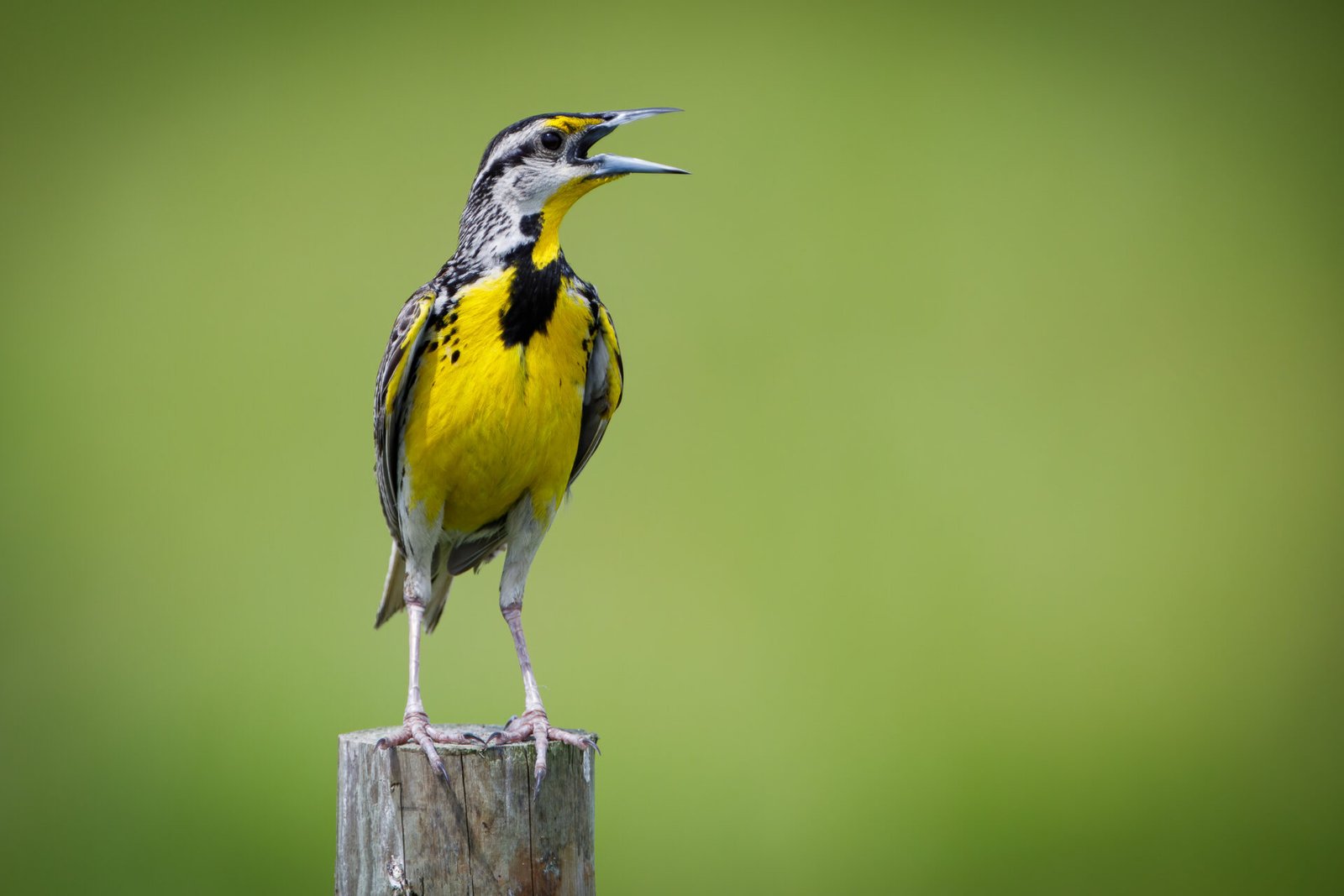 Eastern Meadowlark Male Singing On Post