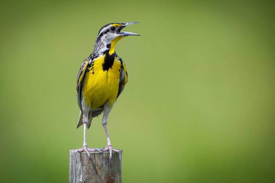 Eastern Meadowlark Male Singing On Post