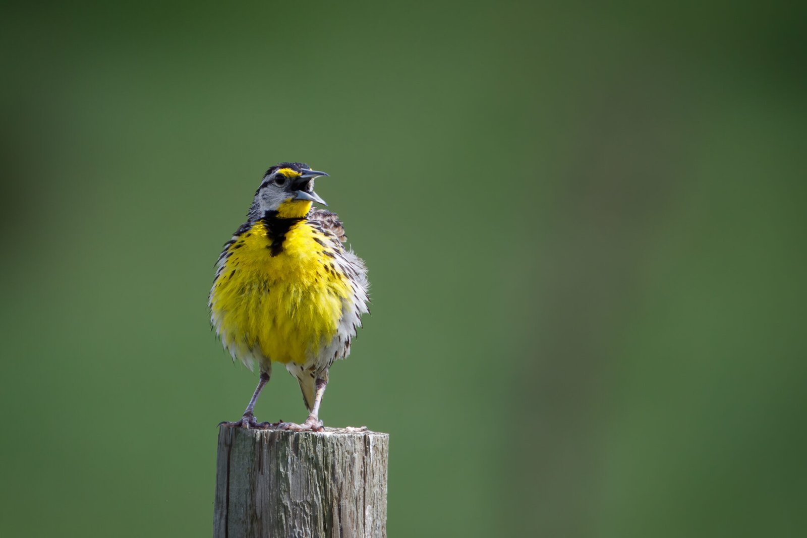 Eastern Meadowlark Singing On Fence Post