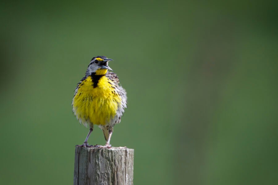 Eastern Meadowlark Singing On Fence Post