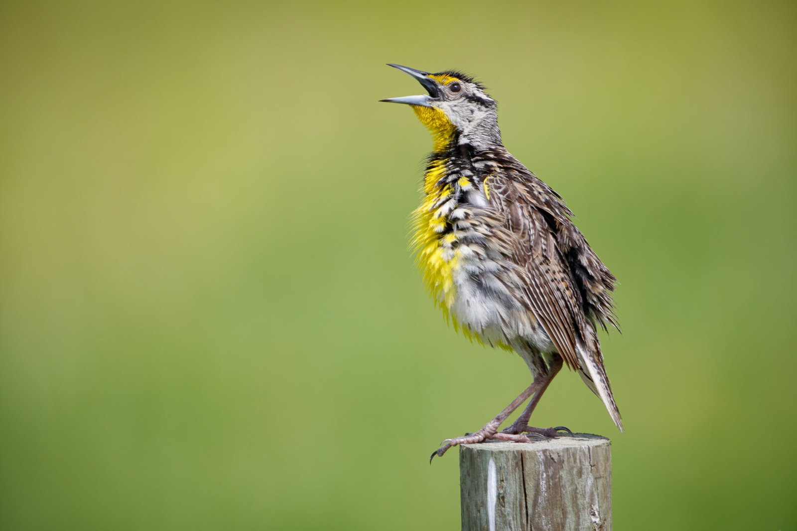Eastern Meadowlark With Ruffled Feathers Singing On Post