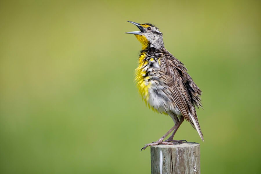 Eastern Meadowlark With Ruffled Feathers Singing On Post