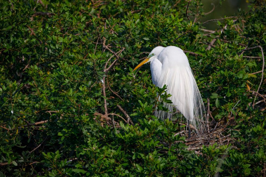 Great Egret In Breeding Plumage Resting By Nest