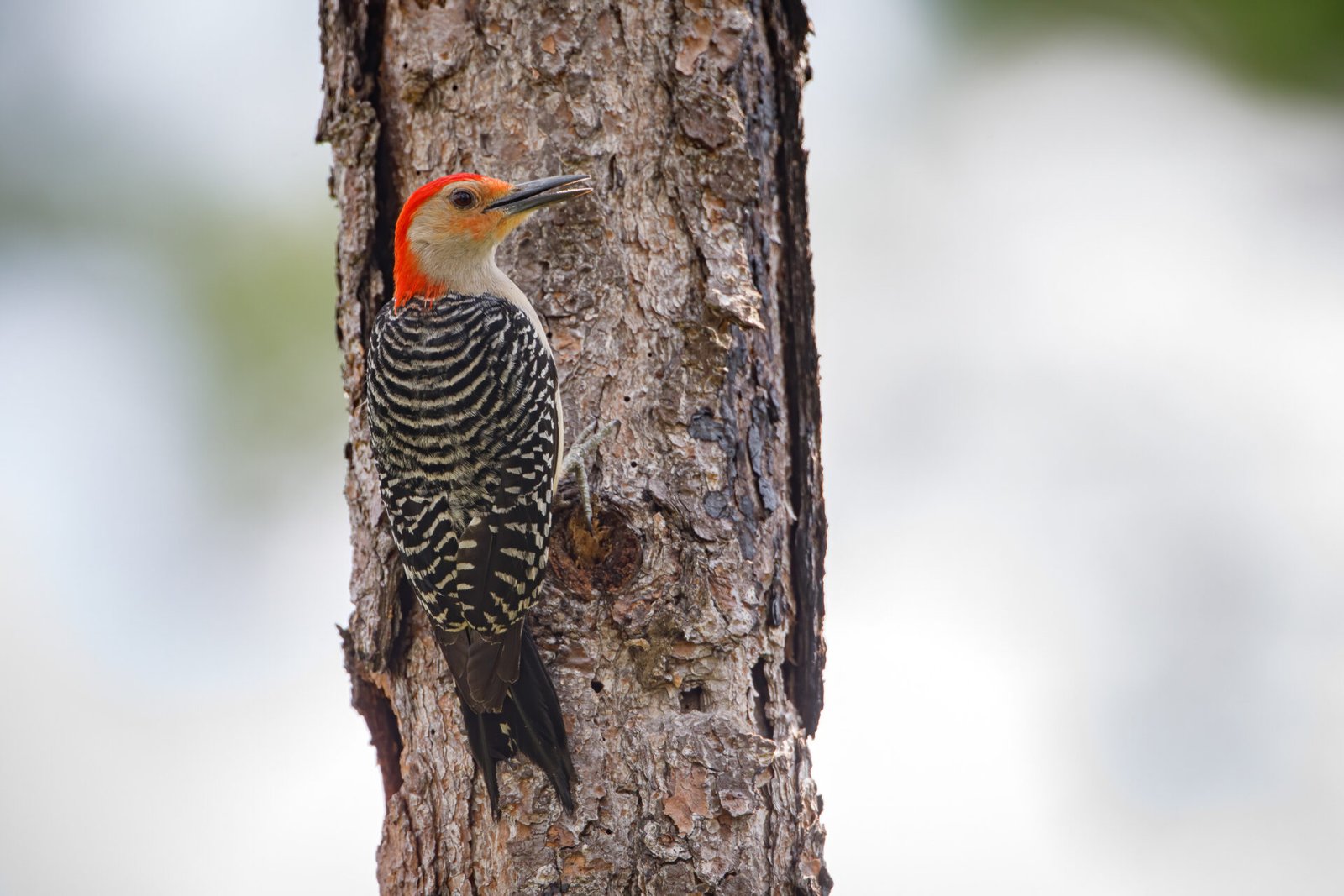 Red Bellied Woodpecker Climbing Pine Tree
