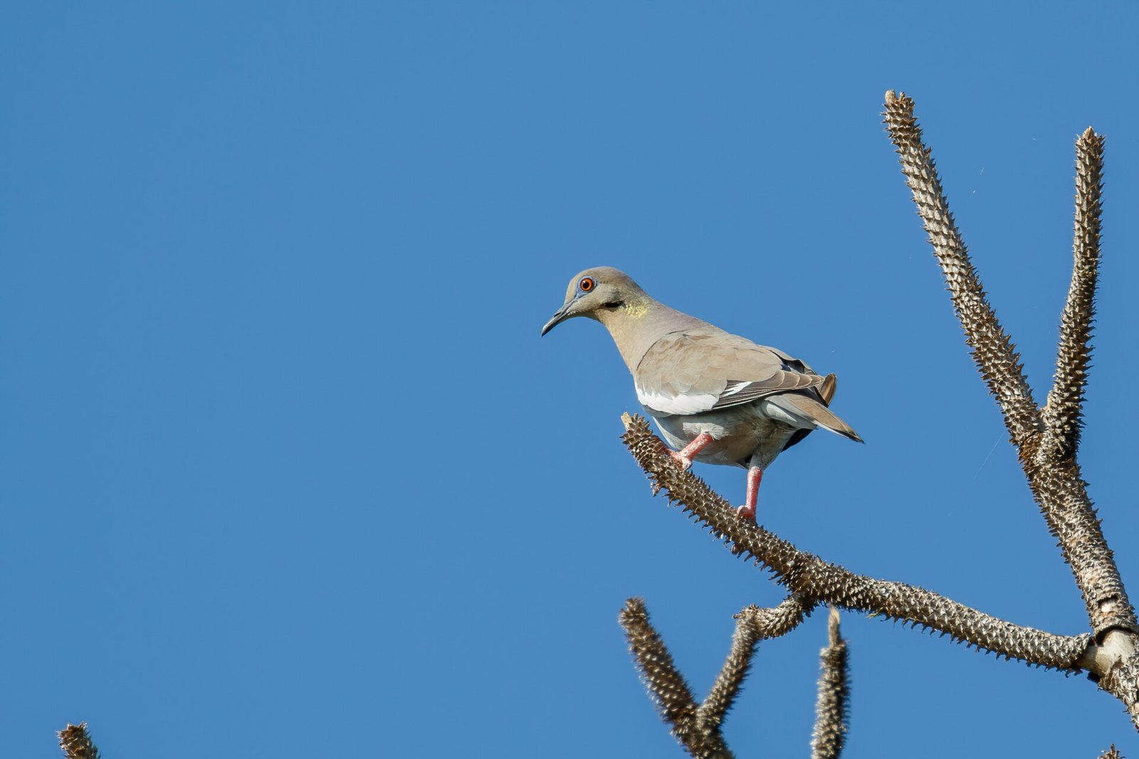 White Winged Dove On End Of Pine Branch