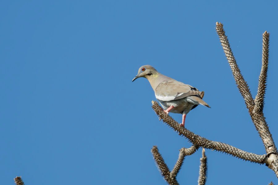 White Winged Dove On End Of Pine Branch