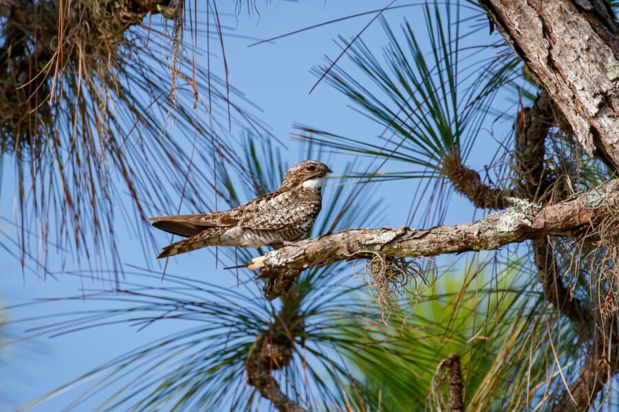 Common Nighthawk On End Of Pine Branch