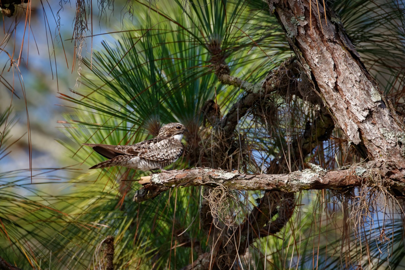 Common Nighthawk Resting On Pine Branch