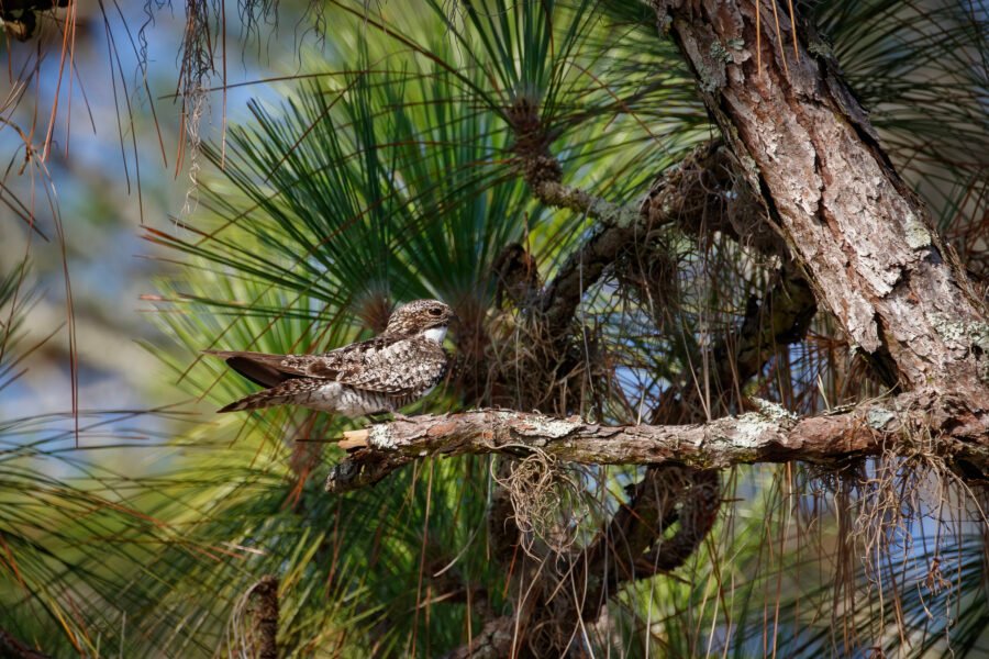 Common Nighthawk Resting On Pine Branch