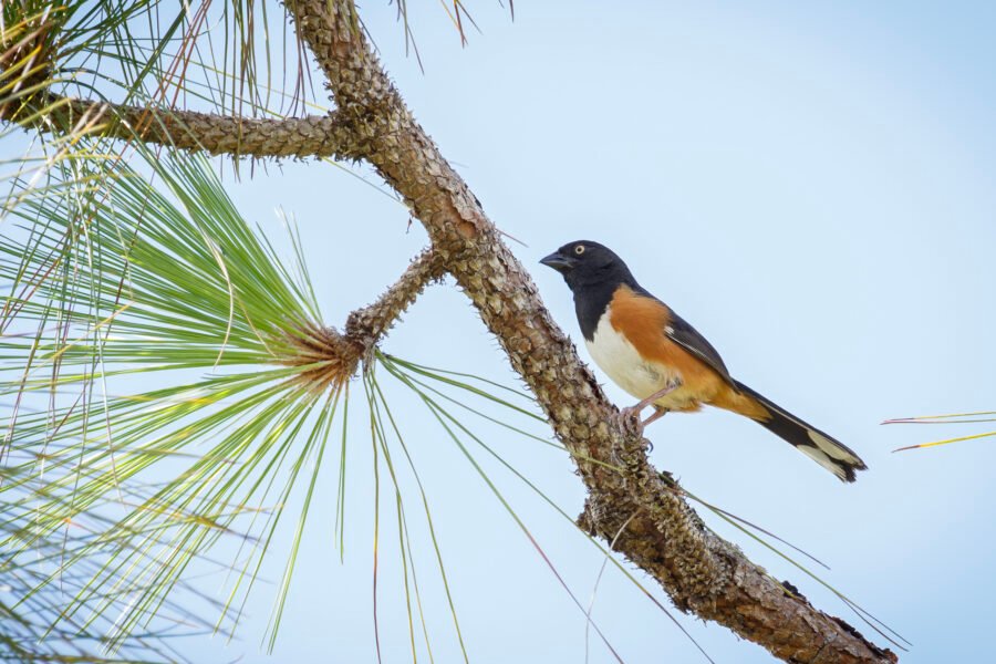 Eastern Towhee Male In Pine Tree