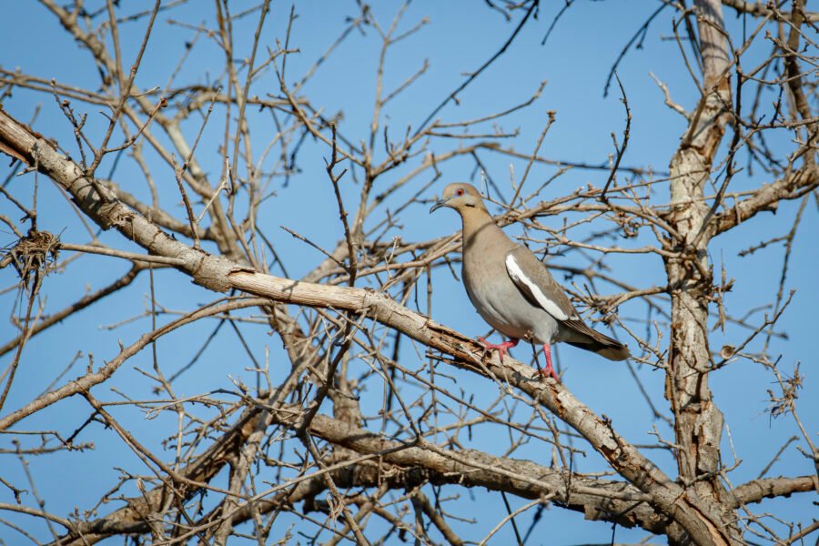 White Winged Dove In Tree