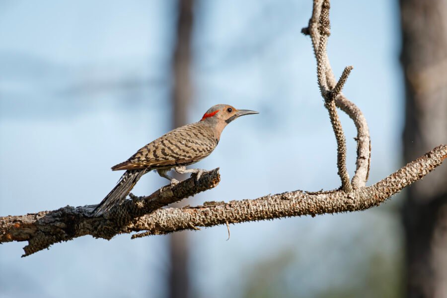 Yellow Shafted Flicker Male Perched On Dead Pine Branch