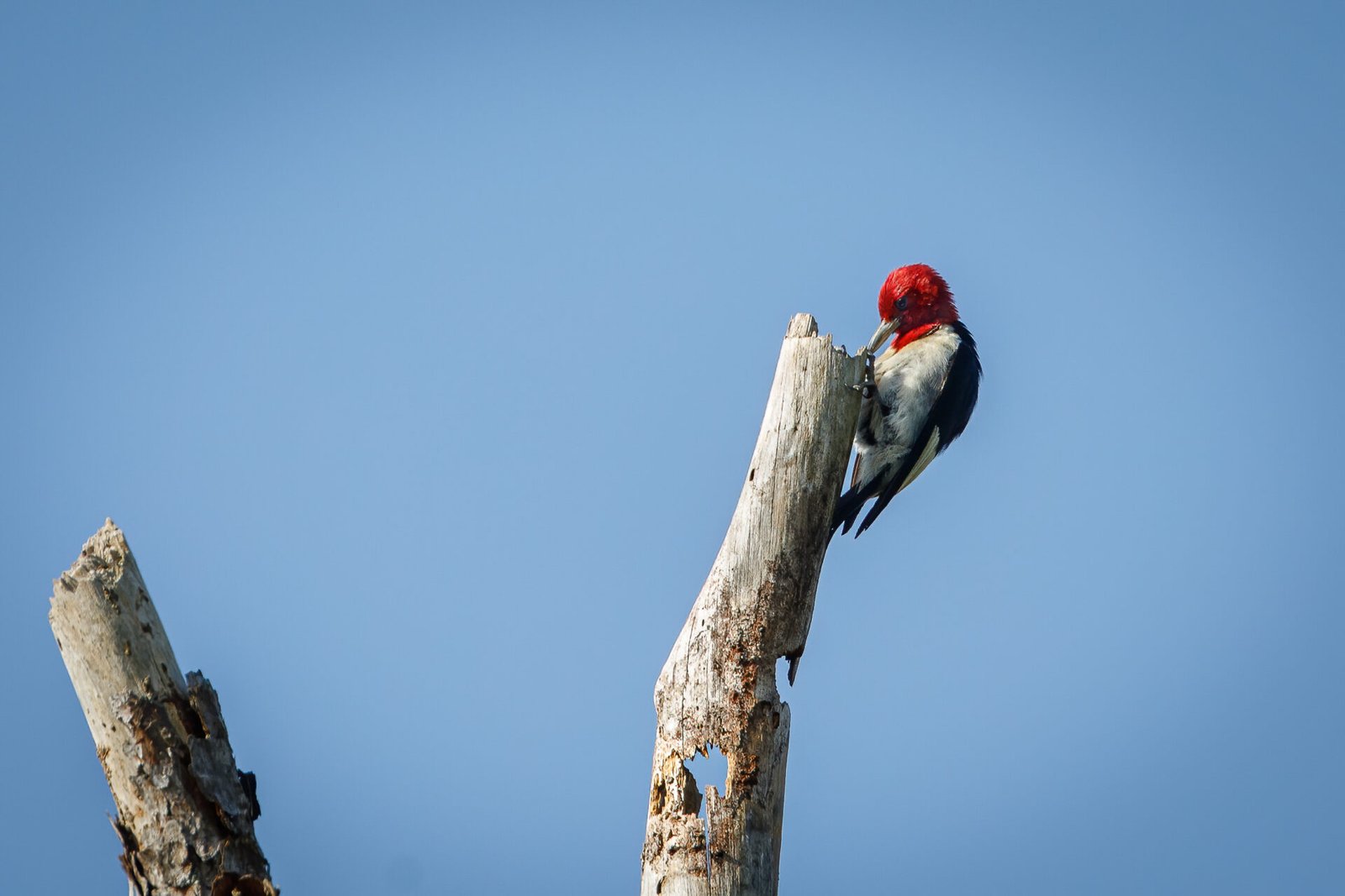 Red Headed Woodpecker Pecking On Dead Tree