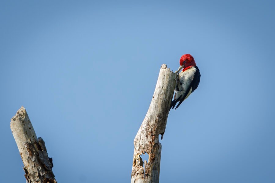Red Headed Woodpecker Pecking On Dead Tree