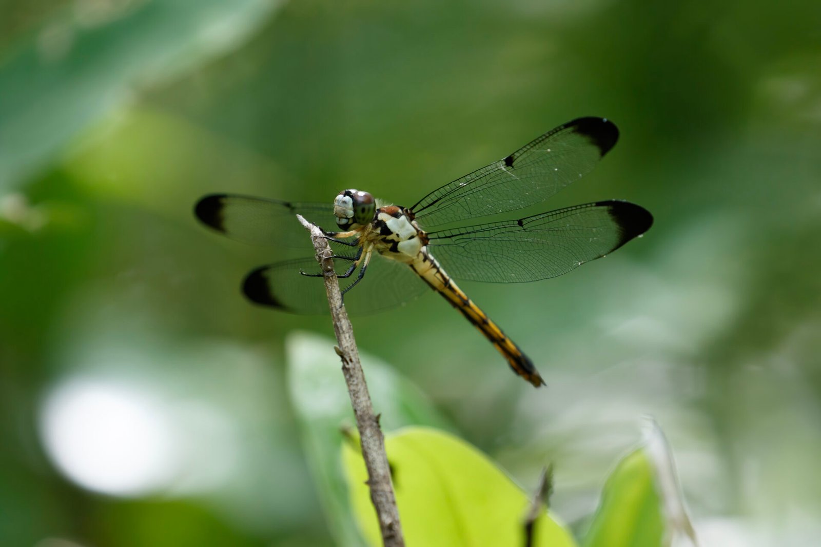 Skimmer Dragonfly On Bush