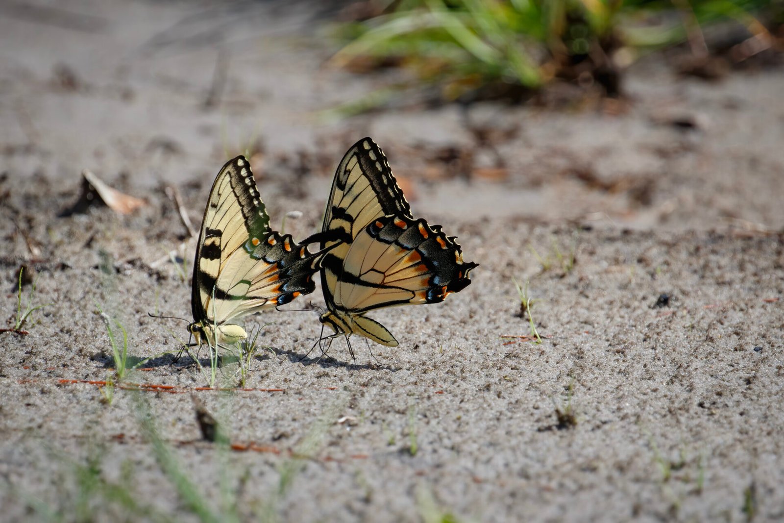 Tiger Swallowtail Butterflies Pair On Ground
