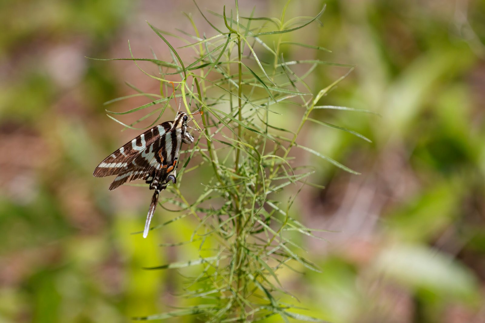Zebra Swallowtail Butterfly On Slimleaf Paw Paw
